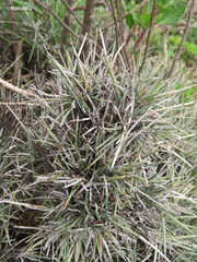 Ephedra antisyphilitica