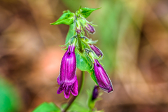 Penstemon whippleanus