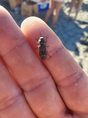 Melanophila consputa