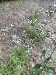 Eupatorieae