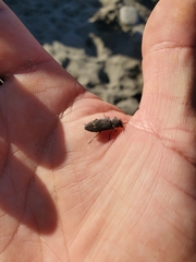 Melanophila consputa