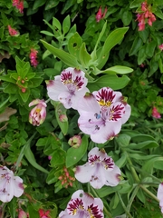 Alstroemeria pulchra