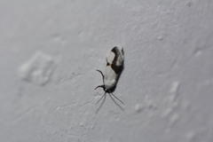 Ponometia dorneri