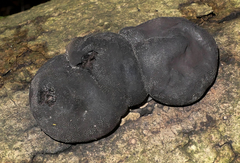 Daldinia concentrica