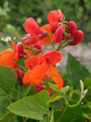Phaseolus coccineus