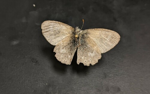 iNaturalist observation photo of Common Ringlet