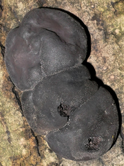 Daldinia concentrica