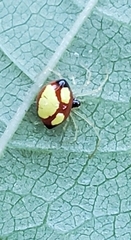 Theridula gonygaster