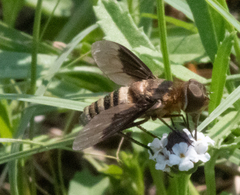 Exoprosopa brevirostris