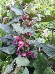 Lamium orvala