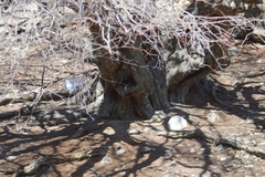 Libidibia paraguariensis