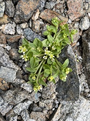 Cochlearia groenlandica