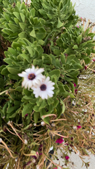 Dimorphotheca fruticosa