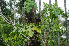 Anthurium clavigerum