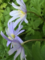 Anemonoides apennina