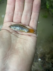 Xiphophorus malinche