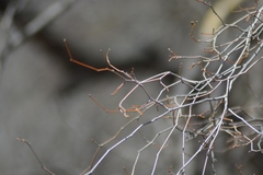 Libidibia paraguariensis