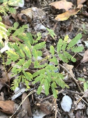 Desmanthus illinoensis