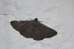 Toxonprucha clientis