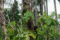 Anthurium clavigerum