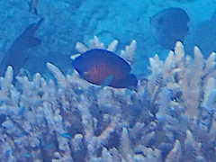 Centropyge bispinosa