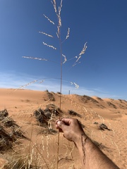 Sporobolus arenicola