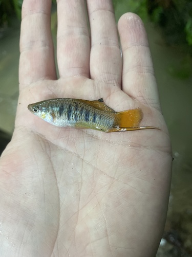 Malinche swordtail (Xiphophorus malinche) — Poeciliidae — 4