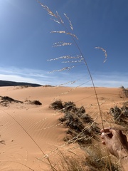 Sporobolus arenicola