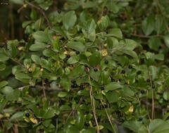 Vaccinium arboreum