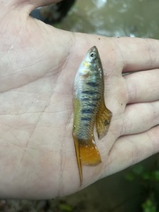 Xiphophorus malinche