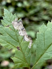 Metallus lanceolatus