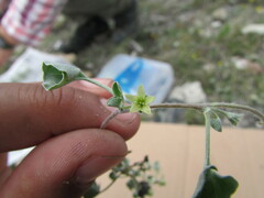 Dichondra argentea