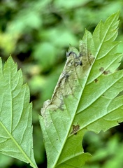 Metallus lanceolatus