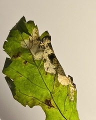 Metallus lanceolatus
