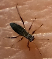 Miridae