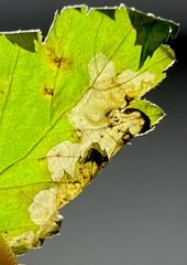 Metallus lanceolatus