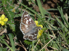 Burnsius communis