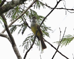 Myiarchus tuberculifer