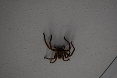 Polybetes pythagoricus