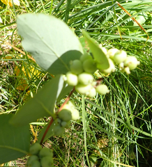 Symphoricarpos occidentalis