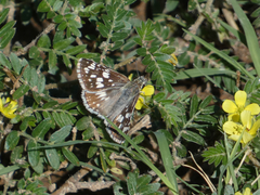 Burnsius communis