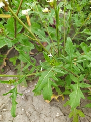 Eruca vesicaria