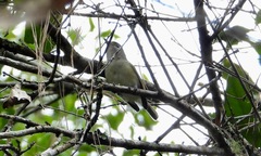 Vireo plumbeus