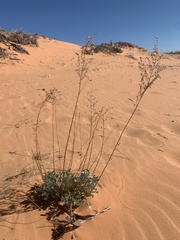 Artemisia campestris pacifica
