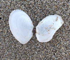 Rexithaerus secta