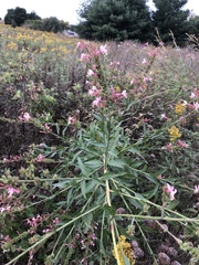Oenothera gaura