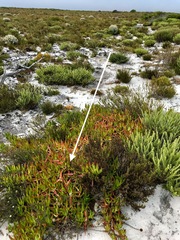Carpobrotus edulis