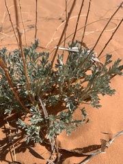 Artemisia campestris pacifica