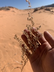 Artemisia campestris pacifica