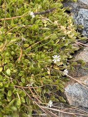 Stellaria humifusa